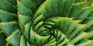 How To Grow Aloe Vera Aloe Plant Care Indoors And Outside