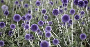 Disteln Stachelig Aber Schon Blumengarten Plane Blumen Stauden Und Pflanzen
