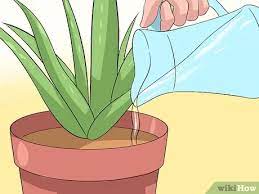 Aloe plants are made up of 95 percent water, and even a slight frost will freeze them and turn them to mush. How To Care For Your Aloe Vera Plant 10 Steps With Pictures
