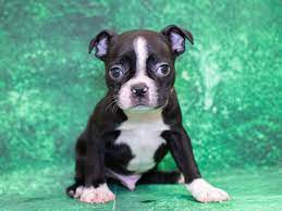 $300 sage boston terrier puppy female. Boston Terrier Puppies Pet City Pet Shops
