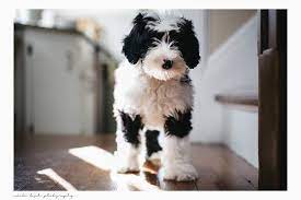 Mini sheepadoodles cross an oes with a mini poodle or toy poodle. 17 Minisheepadoodles Ideas Sheepadoodle Sheepadoodle Puppy Old English Sheepdog