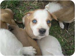 Blue eyes accepted but to be considered a cosmetic fault. Wauseon Oh American Bulldog Meet Adorable Blue Eyed Puppies A Pet For Adoption