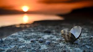 download wallpaper 3840x2160 landscape beach seashells sunset close up 4k ultra hd hd background por do sol lindas paisagens frases