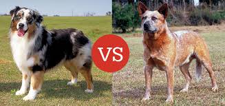 Apr 03, 2020 · the australian shepherd is a very popular parent breed for many mixes. What S The Difference Between The Australian Shepherd And The Australian Cattle Dog Modern Dog Magazine