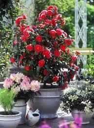 44 Best Shrubs For Containers Best Container Gardening Plants Container Gardening Plants Container Plants
