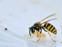 Remedes Naturels Contre Les Piqures De Guepe Et D Abeille Piqure De Guepe Guepe Piqure De Bourdon