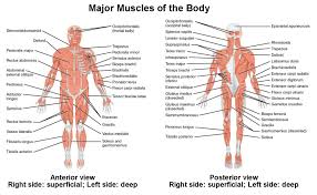 Your musculoskeletal system includes bones, muscles, tendons, ligaments and soft tissues. Naming Skeletal Muscles Anatomy And Physiology I