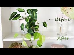 I think it's just a normal brasil. Why My Philodendron Brasil Changes The Color Of Its Leaves Variegation Activation Youtube