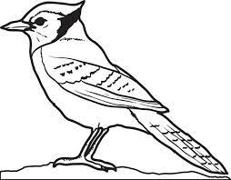 Download Free Printable Blue Jay Coloring Page For Kids Blue Jay Bird Blue Jay Bird Coloring Pages