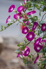 pin by qq on 一花一草一世界 plants