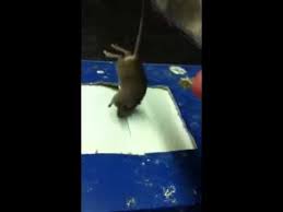 2 diy mouse trap using spoons. 8 Diy Mouse Traps You Can Make At Home