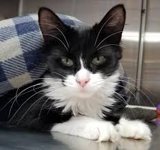 Hi I M Rose I M A Young Spayed Female Black And White Domestic Medium Hair Cat Adoption Feline Leukemia Cats And Kittens