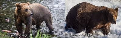 FatBearWeek begins with a matchup between two of Brooks River's finest  young bachelor bears: 151 Walker and 89 Backpack. These two up-and-coming  young adults have been busy getting fat all year, for