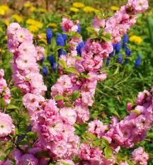 Image result for mandloň trojlaločná