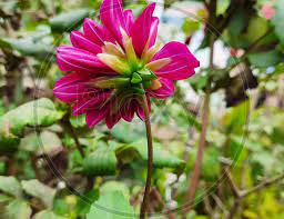Image Of Beautiful Pink Color Shadow Cat Or Dahlia Flower Grow In A Desi Indian Garden Nz209135 Picxy