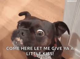 Dog Delicious Gif Dog Delicious Yourehot Discover Share Gifs Dogs Puppy Kisses The Perfect Dog