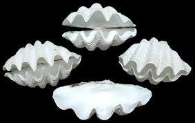 Huge sale on large clam shell now on. Giant Clams Unique Gifts Giant Clam Clam Shells Tridacna Gigas Shell Crafts Seashell Crafts Giant Clam Shell