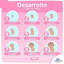 Desarrollo Del Bebe Mes A Mes Durante El Embarazo Nestle Baby And Me