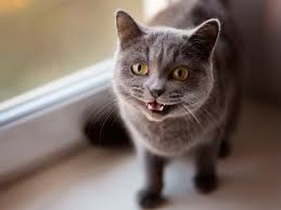 Disney black cat names for male or female aristocats names from disney movies for your kitten every cat has some unique personality traits, and thus she deserves a cool, unique name that. 15 Best Movie Inspired Cat Names