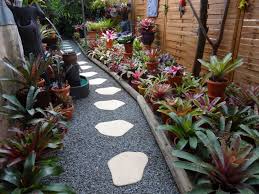 mon jardin de bromeliacees bromeliads garden plants bromeliads