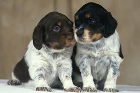 Epagneul Breton French Brittany Tri Colour Pups Bird Dogs French Brittany Spaniel Brittany Spaniel