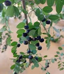 Image result for Phyllanthus reticulatus