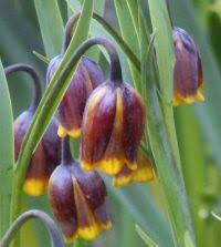 Image result for Uvaria schweinfurthii