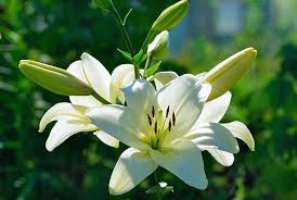 Trova immagini stock hd a tema vaso di fiori bianco isolato su e. Fiori Bianchi Quali Sono Cure Naturali It