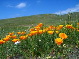 Other articles where santa clara valley is discussed: Celebrating 25 Years Of Conserving The Santa Clara Valley