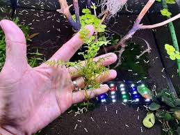 Image result for Crepidomanes