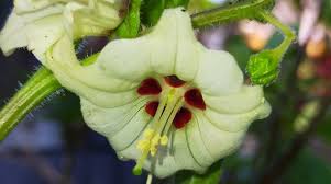 Its members are characterized by flowers with five petals, sepals, and stamens and typically bear alternate leaves. Edible Solanaceae Posts Facebook