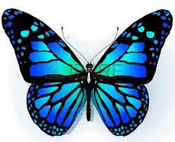 Isolated Butterfly Of Blue Color On A White Background Stock Photo Blue Butterfly Tattoo Butterfly Painting Butterfly Drawing