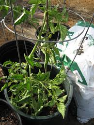 The black krim tomato produces high yields of dark reddish/black beefsteak tomatoes. Black Krim Tomatoes Lovely Plantings
