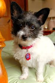 Our mission is to find permanent homes for animals in need, and to enrich lives by strengthening the connection between animals and people through community services and outreach. Dog Adoption Madison Wisconsin