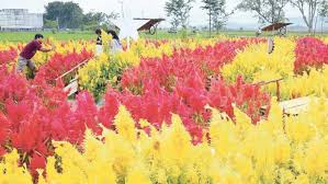 Bunga kecubung bentuknya sebenarnya tak terlalu menarik, seperti terompet tetapi menengadah ke atas. Indahnya Taman Bunga Celosia Merasi Edisi 16 November 2019 Palembang Pos