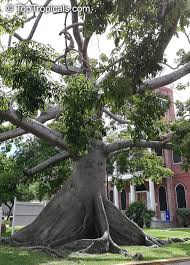 Image result for Sebaea pentandra