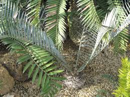 Image result for Encephalartos lebomboensis