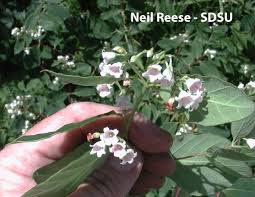 Image result for Sopubia ugandensis