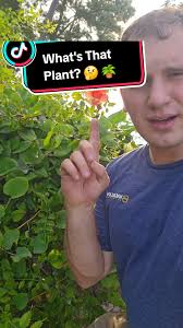 ⤵️What's That Plant 🤔🪴? •8 Flowers Boiled 20 Minutes for tea •Roots and  Flowers boiled for Tinctures •Used for PMS Symptoms like bloat, cramps,  gas, headaches and pain •Natural Remdy for Rheumatoid ...