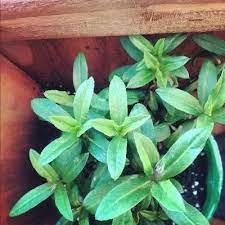 Tips For Growing Tarragon Indoors Tarragon Plant Growing Indoors Plants