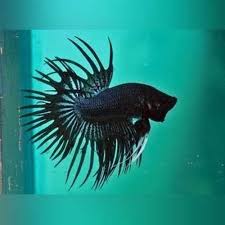 He lives in a heated and filtered 7.5 gal. Black Orchid Crowntail Betta Aquariumfishsale Com