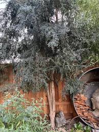 Image result for Ozoroa macrophylla