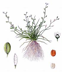 Image result for Subularia