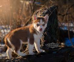 Border Collie Siberian Husky Mix Puppy For Sale In Taswell In Adn 62454 On Puppyfinder Com Gender Female Husky Mix Puppies Siberian Husky Siberian Husky Mix