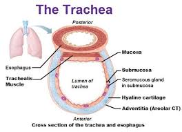 Cross Section Of Trachea And Esophagus Trachealis Muscle Mucosa Hyaline Cartilage Adventitia A Respiratory System Hyaline Cartilage Homeschool Life Science