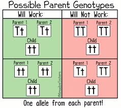 Alleles and genes join the amoeba sisters as they discuss the terms gene and allele in context of a gene involved in ptc (phenylthiocarbamide) taste sensitivity. Amoeba Sisters On Twitter For A Child With A Mendelian Recessive Trait What Would Be Possible Parent Genotypes Shown In A Gif Our Alleles And Genes Video Also Points Out 1 Many