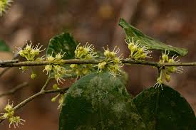 Image result for Dichapetalum madagascariense