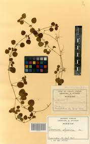 Image result for Veronica abyssinica