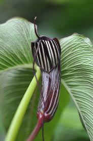 Image result for Arisaema