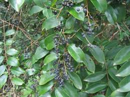 Image result for Embelia